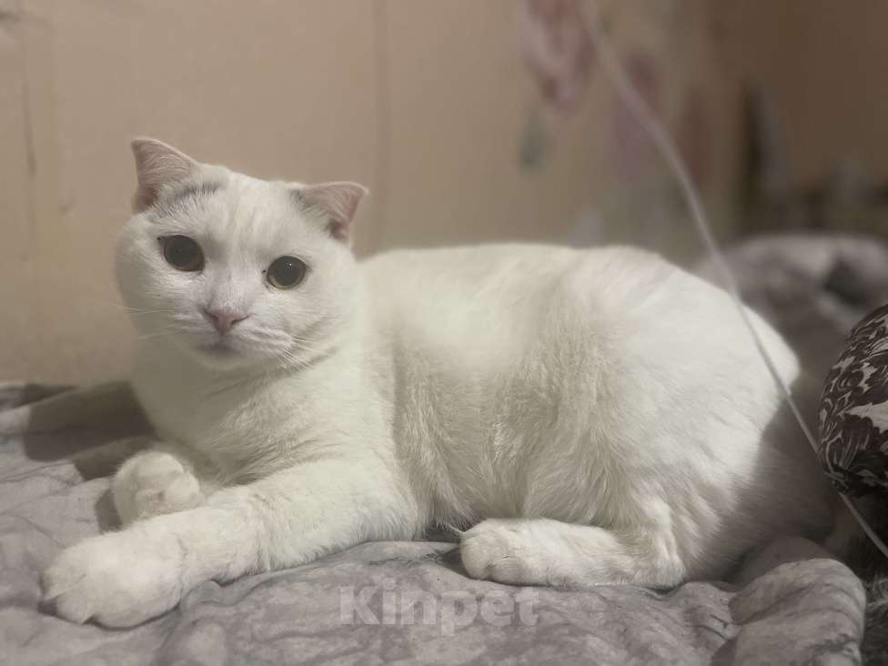 Кошки в Брянске: Вислоухая кошка Девочка, Бесплатно - фото 2