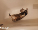 Кошки в Санкт-Петербурге: Кошка-котёнок-собака Варя с сюрпризом Девочка, 500 руб. - фото 6