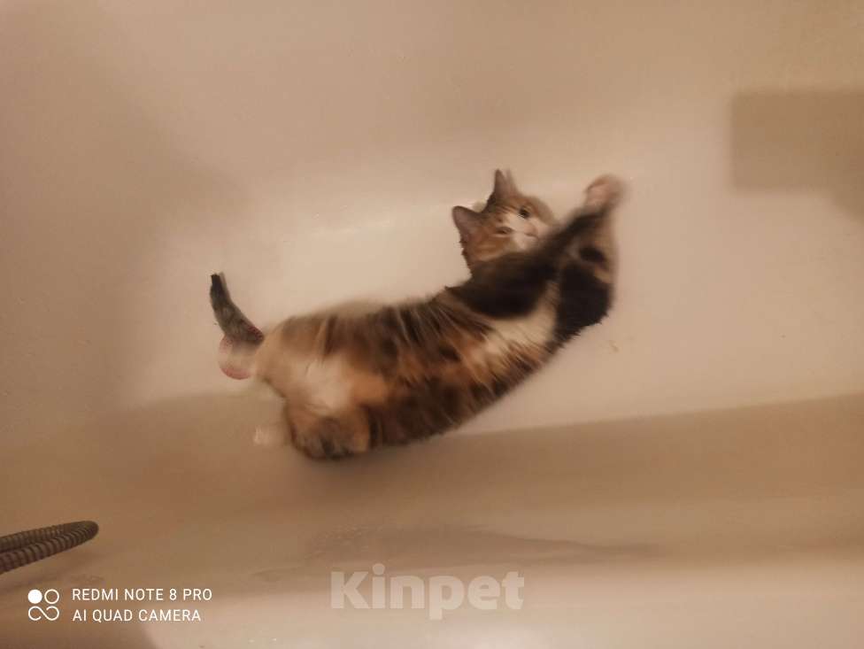 Кошки в Санкт-Петербурге: Кошка-котёнок-собака Варя с сюрпризом Девочка, 500 руб. - фото 6