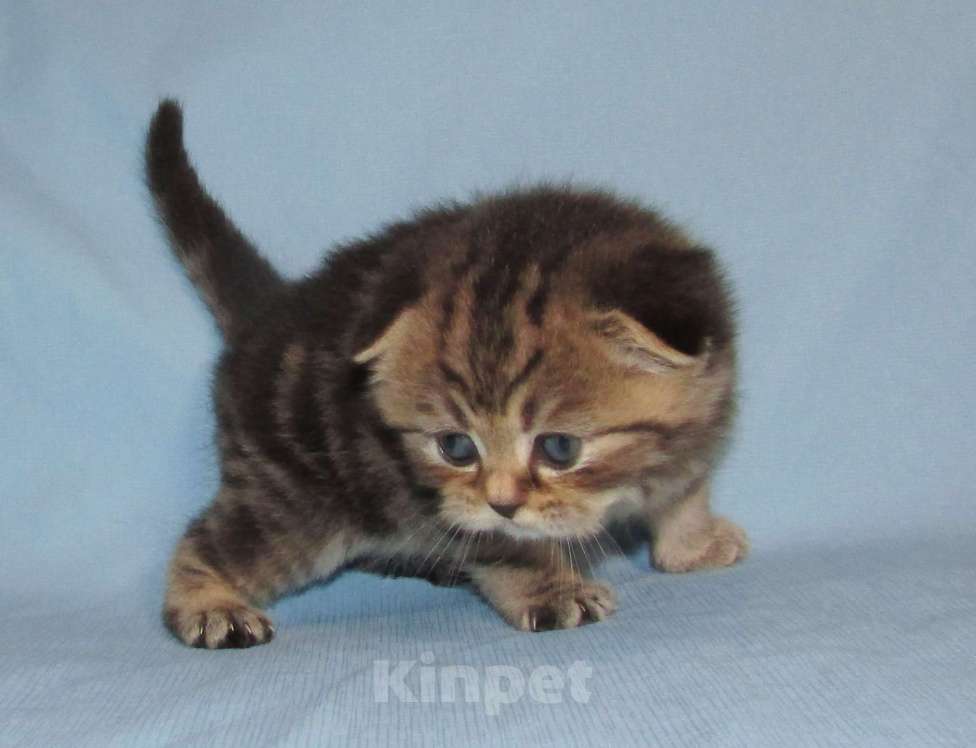 Кошки в Санкт-Петербурге: шотландский котик Мальчик, 40 000 руб. - фото 2