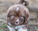 Собаки в Рязани: Щенок болгарской овчарки, собака для охраны Мальчик, 70 000 руб. - фото 3