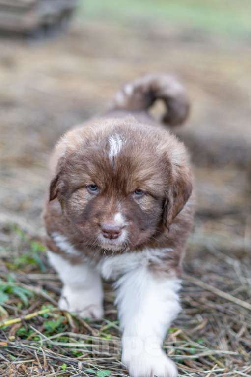 Собаки в Рязани: Щенок болгарской овчарки, собака для охраны Мальчик, 70 000 руб. - фото 3