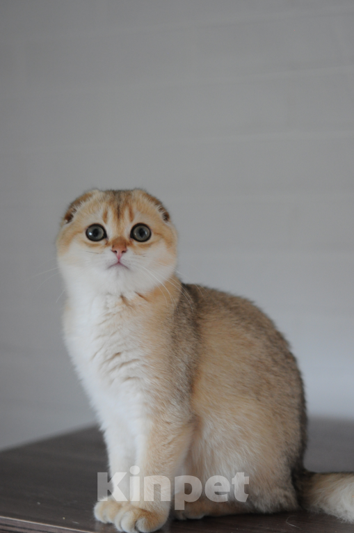 Кошки в Бахчисарае: Шотландская кошечка в разведение  Девочка, 75 000 руб. - фото 1