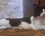 Кошки в Москве: Молодой котик, кастрирован, к лотку приучен Мальчик, Бесплатно - фото 3