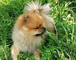 Собаки в Липецке: Шпиц померанский, 1 руб. - фото 4