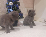Кошки в Собинке: Британские вислоухие дети, 2 300 руб. - фото 8