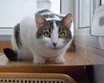 Кошки в Малмыже: Кот Беляш ждём семью, 10 руб. - фото 2