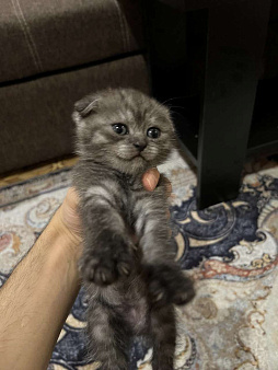 Шотландские котята