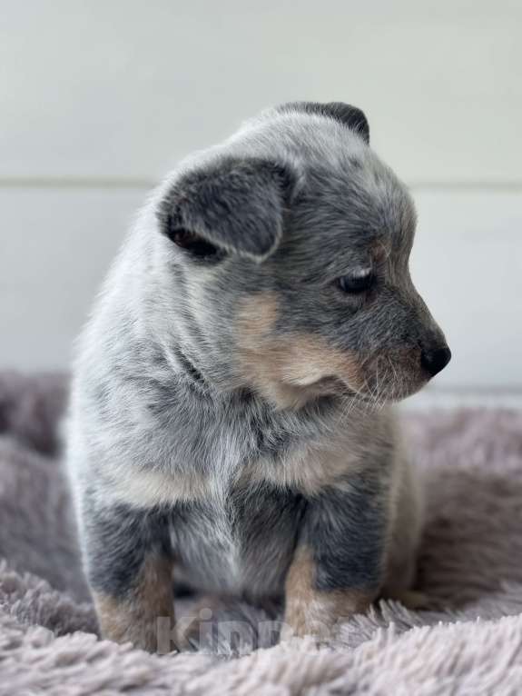 Собаки в Санкт-Петербурге: Девочка- хилер Эврика Девочка, Бесплатно - фото 2