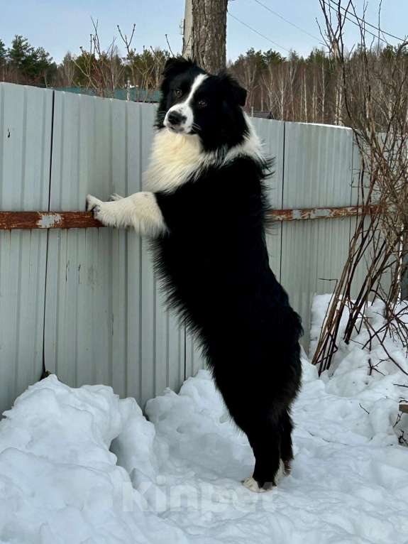 Собаки в других городах Владимирской области: щенок австралийской овчарки Мальчик, 60 000 руб. - фото 4
