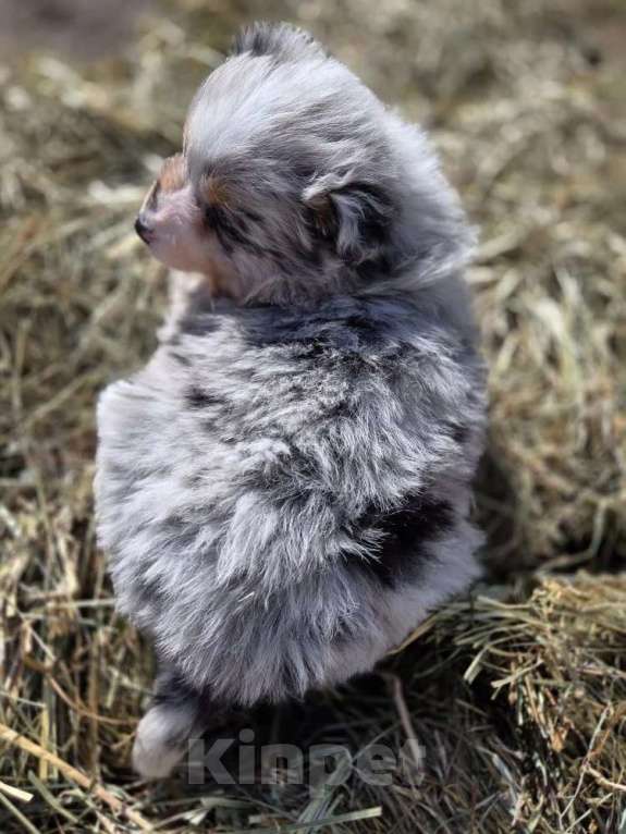 Собаки в других городах Московской области: миниатюрная американская овчарка Девочка, 110 000 руб. - фото 2