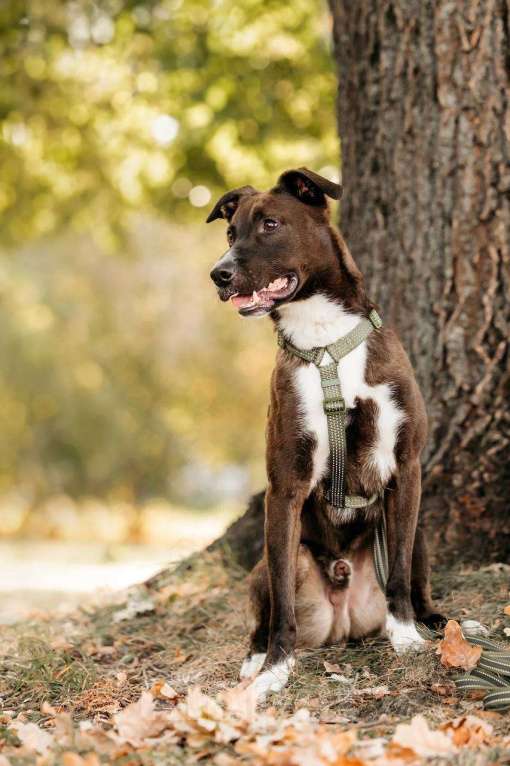 Собаки в Москве: Бадди в поиске родной души! Мальчик, Бесплатно - фото 9