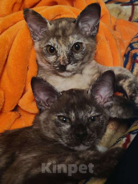 Кошки в Серпухове: Бурманский котенок Девочка Девочка, 14 000 руб. - фото 4