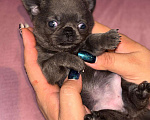 Собаки в других городах Московской области: Г/ш голубая девочка чихуахуа Девочка, 50 000 руб. - фото 3