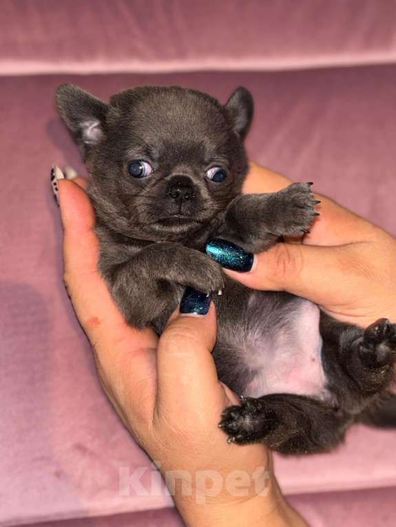 Собаки в других городах Московской области: Г/ш голубая девочка чихуахуа Девочка, 50 000 руб. - фото 3