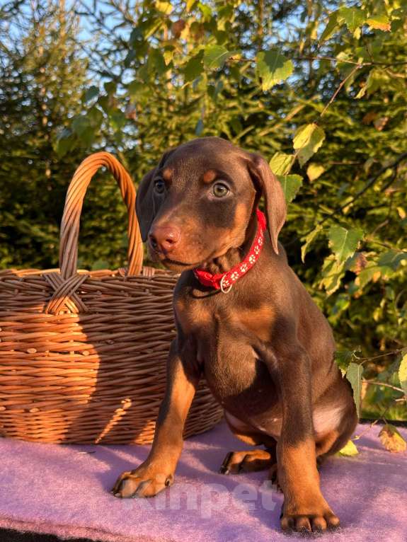 Собаки в Вологде: Купите счастье домой  Девочка, 40 000 руб. - фото 9