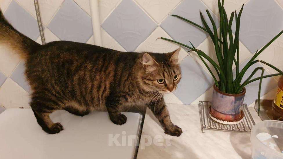 Кошки в Курске: Василиса, 1 руб. - фото 1
