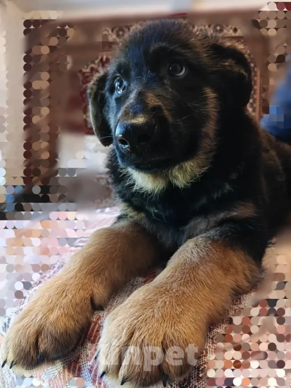 Собаки в Серове: Щенок немецкой овчарки Мальчик, Бесплатно - фото 3