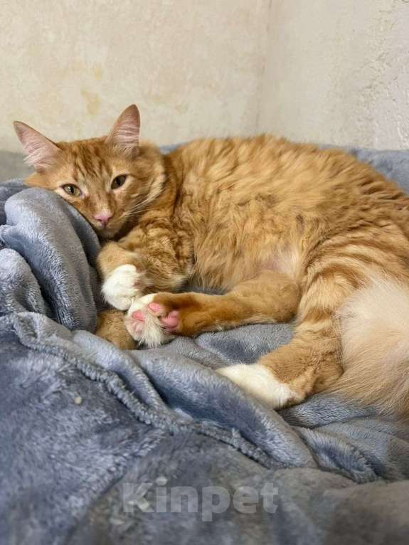 Кошки в Пушкино: Симба ищет дом! Мальчик, Бесплатно - фото 2