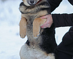 Собаки в Москве: Щенок из приюта Вики Девочка, Бесплатно - фото 2
