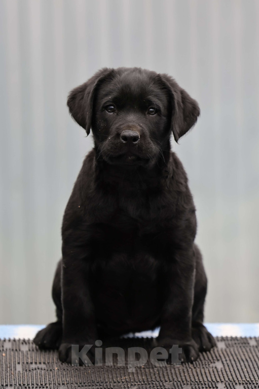 Собаки в Калуге: Черная девочка лабрадора высокого качества из питомника РКФ/FCI Девочка, Бесплатно - фото 1