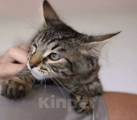 Кошки в Москве: Милая Стеша ждет вас Девочка, Бесплатно - фото 2