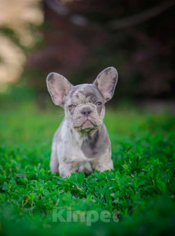 Собаки в Белгороде: Французский бульдог мерль Девочка, 80 000 руб. - фото 2