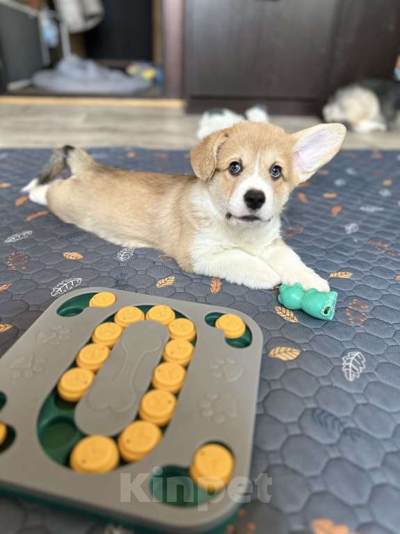 Собаки в Москве: Коржики  Мальчик, Бесплатно - фото 10