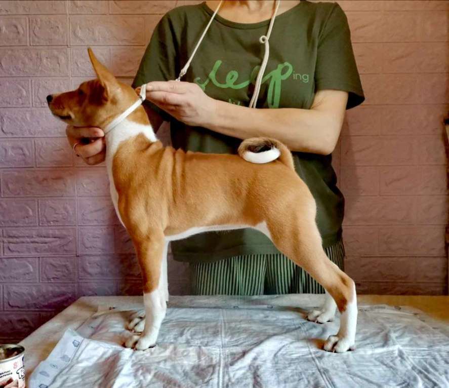 Собаки в Москве: Щенок басенджи Девочка, 150 000 руб. - фото 3