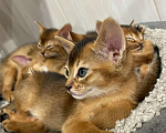 Кошки в Курске: Абиссинские котята Мальчик, 20 000 руб. - фото 1