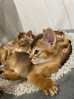 Объявление: Абиссинские котята, 20 000 руб., Курск