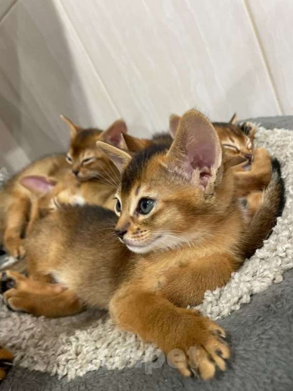 Кошки в Курске: Абиссинские котята Мальчик, 20 000 руб. - фото 1
