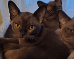 Кошки в Москве: Котята европейской бурмы Девочка, 50 000 руб. - фото 1