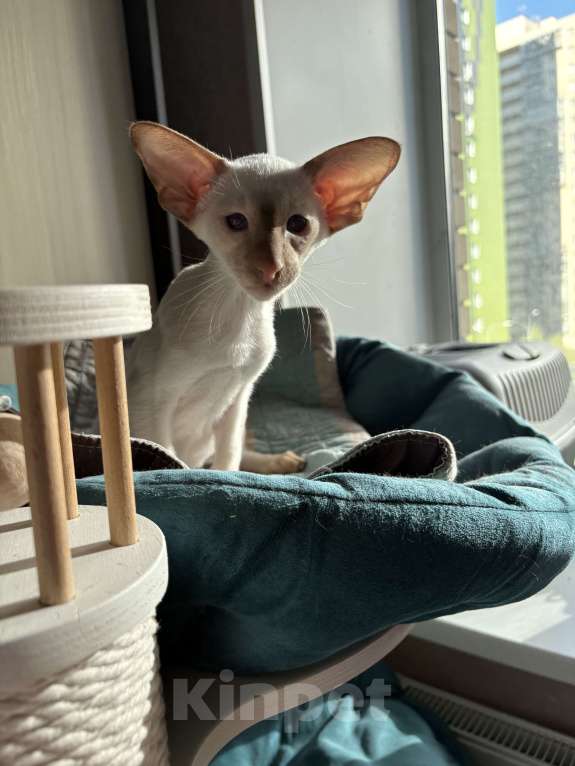 Кошки в Казани: Ориентальные котята  Мальчик, 65 000 руб. - фото 2