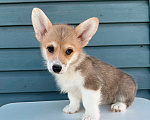 Собаки в Смоленске: Вельш Корги Мальчик, 50 000 руб. - фото 2