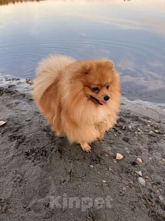 Собаки в Новосибирске: Вязка кобель, рыжий пушистый мальчик  Мальчик, Бесплатно - фото 4