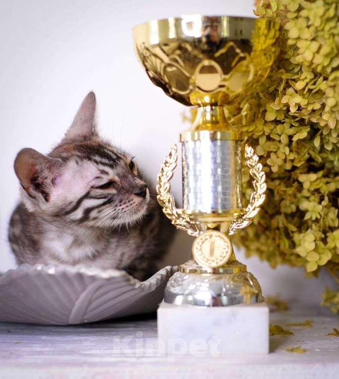 Кошки в Москве: бенгальский котенок серый серебро сильвер-дым Мальчик, 45 000 руб. - фото 3