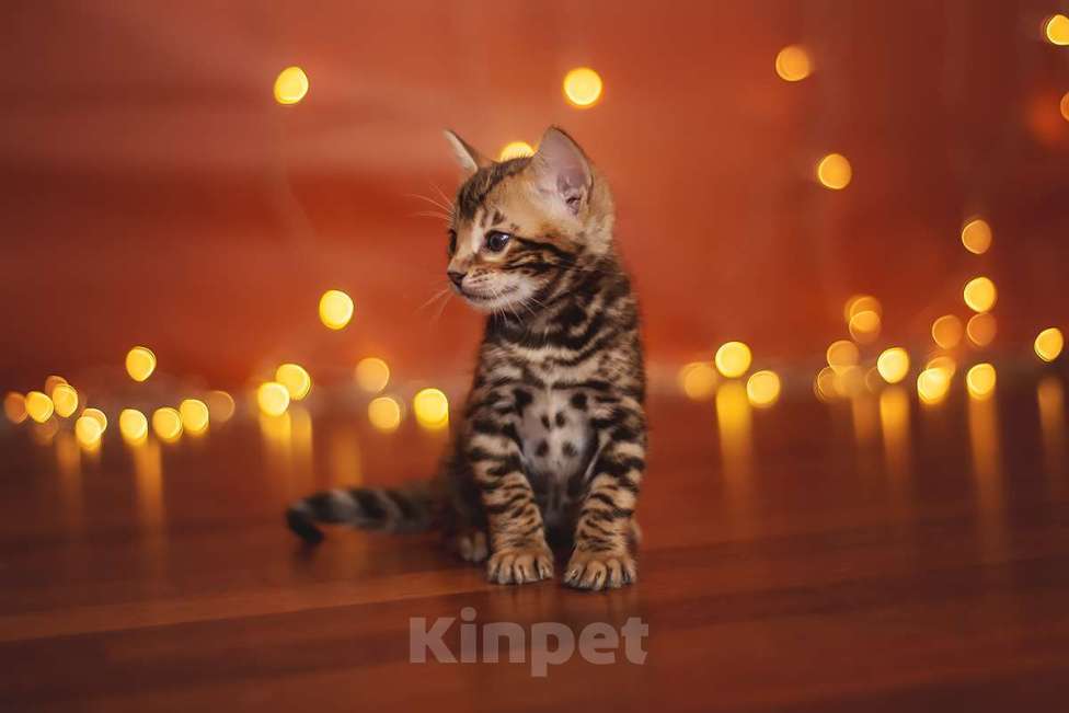 Кошки в Красном Севшем: Котёнок бенгальский Мальчик, Бесплатно - фото 1