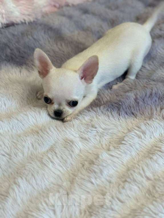 Собаки в других городах Московской области: Продам мини-мини чихуахуа Девочка, 70 000 руб. - фото 7