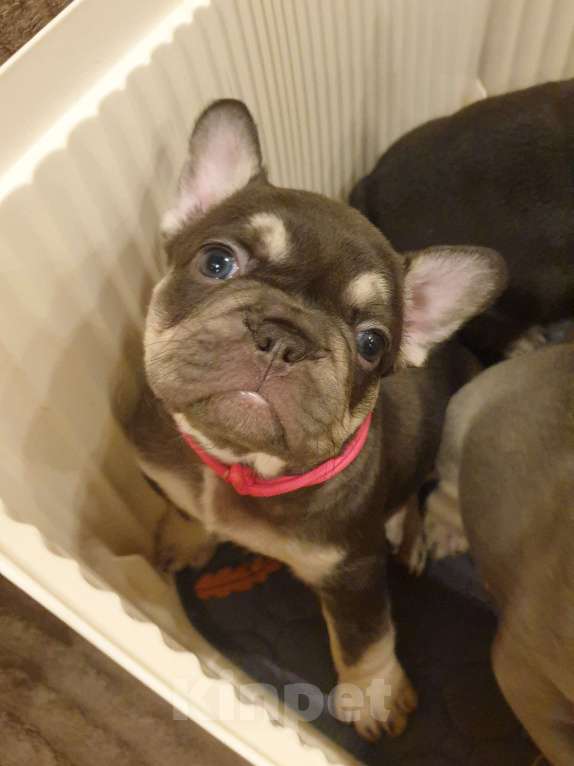 Собаки в Москве: Девочка французского бульдога, окрас Какао с подпалом. Девочка, 70 000 руб. - фото 3