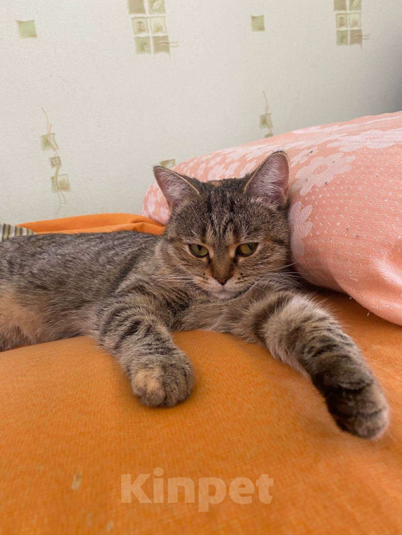 Кошки в Москве: Саванна в добрые руки Девочка, Бесплатно - фото 2