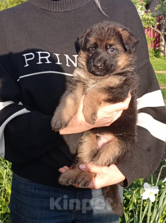 Собаки в Москве: Шикарный мальчик немецкой овчарки.  Мальчик, 30 000 руб. - фото 4