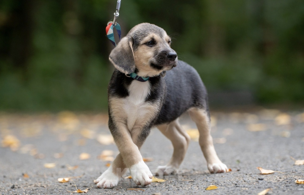 Собаки в Москве: 🐶 Рокки в поисках своих МамПап! 🐶 Мальчик, Бесплатно - фото 5