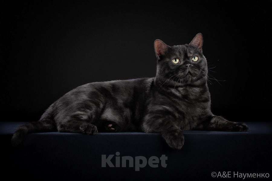 Кошки в Москве: Американский короткошерстный кот, импорт США Мальчик, Бесплатно - фото 2