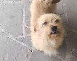 Собаки в Шахте: Потерялся пёсик  Мальчик, Бесплатно - фото 1