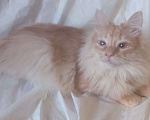 Кошки в Москве: Сибирский котик окраса красное серебро Мальчик, Бесплатно - фото 2