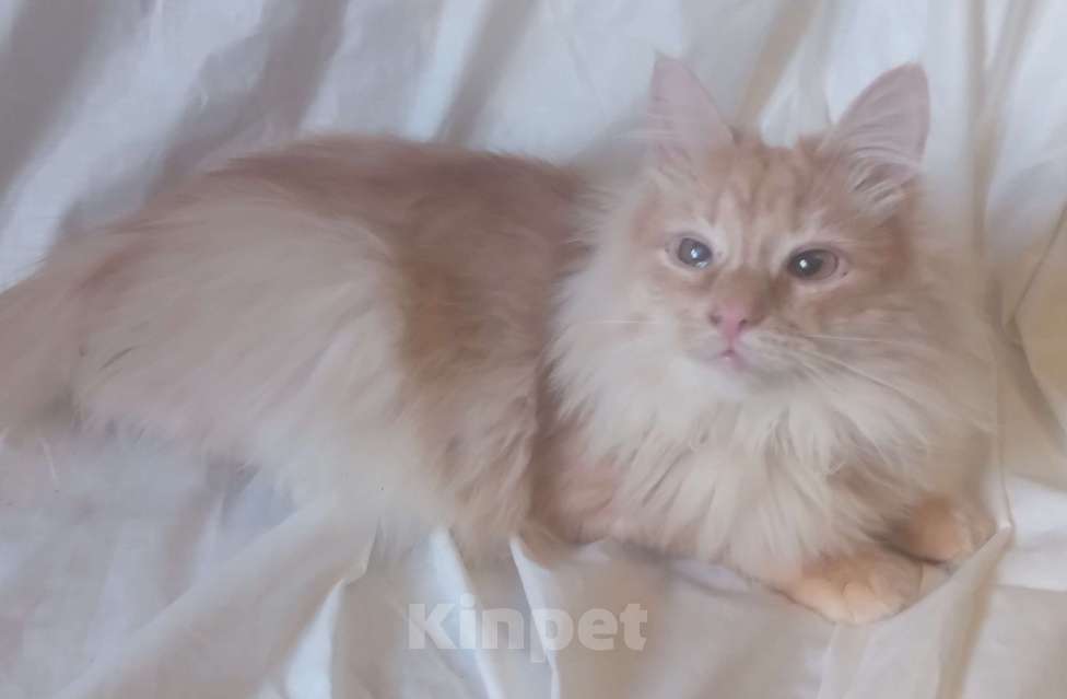 Кошки в Москве: Сибирский котик окраса красное серебро Мальчик, Бесплатно - фото 2