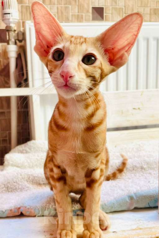 Кошки в Перми: ориентальный котенок Девочка, 50 000 руб. - фото 3