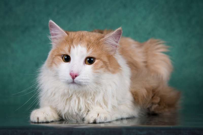 Кошки в Москве: Пушистый котище Джем в добрые руки Мальчик, Бесплатно - фото 3