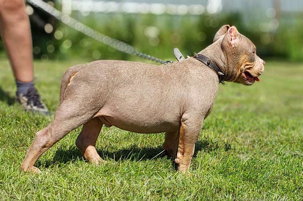 Собаки в Туле: Американский булли покет  Мальчик, 80 000 руб. - фото 2